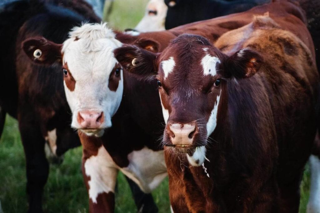 O que é seguro de penhor rural?